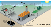 CICLO  DEL CARBONO